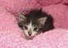 Houston the  Kitten