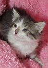 Houston the  Kitten