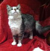 Houston the  Kitten