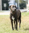 Karey the Shy Lab