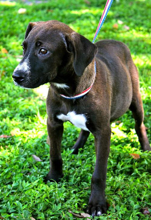 Idabelle the Loving Lab Puppy