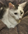 Picasso the Turkish Angora Mix