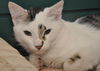 Picasso the Turkish Angora Mix