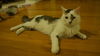 Picasso the Turkish Angora Mix