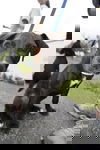 Oreo the Trained Pup ~ Videos