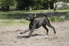 Oreo the Trained Pup ~ Videos