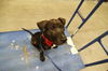 Oreo the Trained Pup ~ Videos
