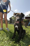 Oreo the Trained Pup ~ Videos