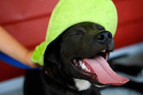 Oreo the Trained Pup ~ Videos