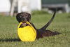 Oreo the Trained Pup ~ Videos