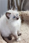 Adora the Siamese / Snowshoe / Persian Mix Kitten