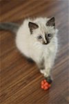 Adora the Siamese / Snowshoe / Persian Mix Kitten