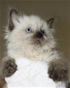 Hoshi the Siamese / Persian Mix Kitten