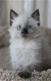 Hoshi the Siamese / Persian Mix Kitten