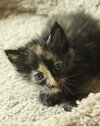 Nikki the Kitten