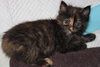Nikki the Kitten