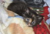 Nikki the Kitten