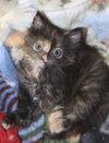 Nikki the Kitten