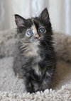 Nikki the Kitten