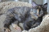 Nikki the Kitten