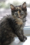 Nikki the Kitten