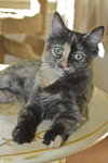 Nikki the Kitten