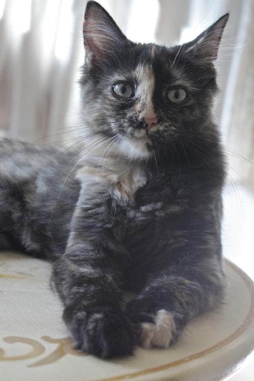 Nikki the Kitten
