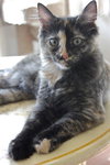 Nikki the Kitten