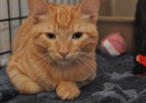 Junior the Handsome Kitten