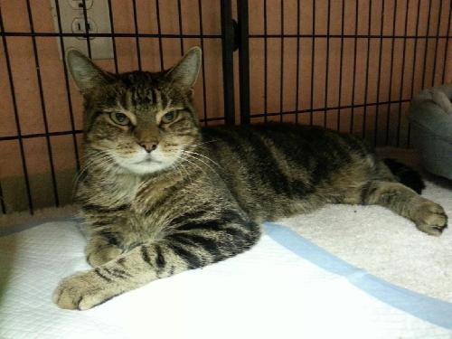 Amy the Front Declawed Beauty