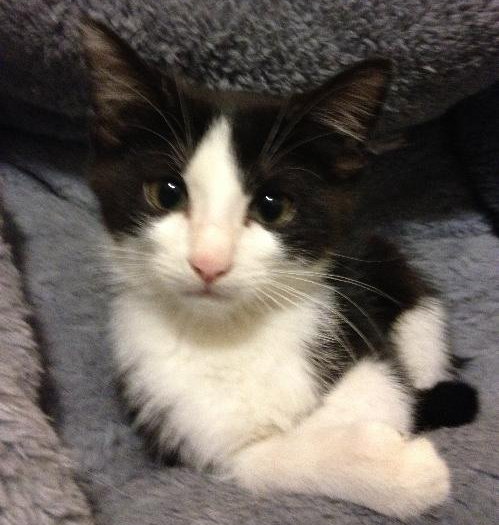 Kali the Kitten
