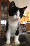 Kali the Kitten