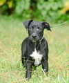 Barkley the Lab Puppy