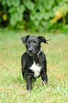 Barkley the Lab Puppy