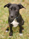 Barkley the Lab Puppy