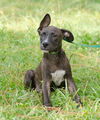 Jethro the Lab Mix Puppy