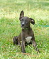 Jethro the Lab Mix Puppy