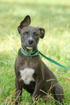 Jethro the Lab Mix Puppy