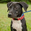 Saile the Lab Blend Puppy (VIDEO)