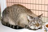 Venus the Declawed Siamese Beauty