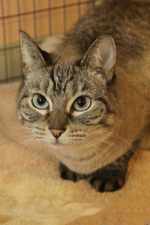 Venus the Declawed Siamese Beauty