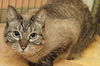 Venus the Declawed Siamese Beauty