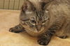 Venus the Declawed Siamese Beauty