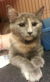 Sophie the Bobtail / Manx Kitten