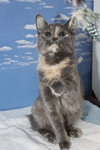 Sophie the Bobtail / Manx Kitten