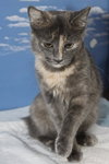 Sophie the Bobtail / Manx Kitten