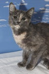 Sophie the Bobtail / Manx Kitten