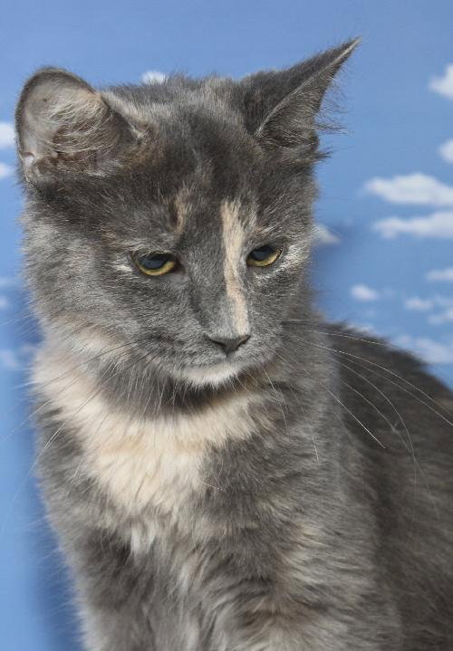 Sophie the Bobtail / Manx Kitten