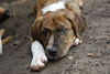 Hagen the Brindle Puppy