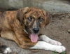 Hagen the Brindle Puppy